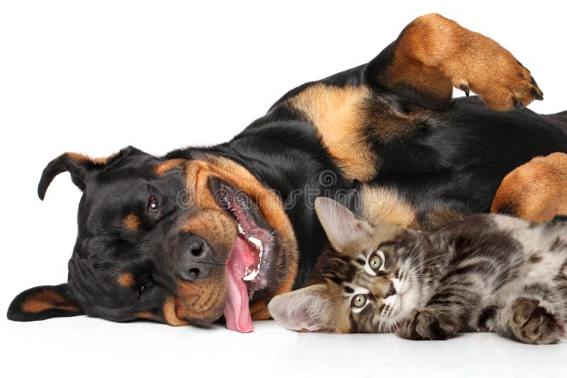 Funny Cat and Dog on white background