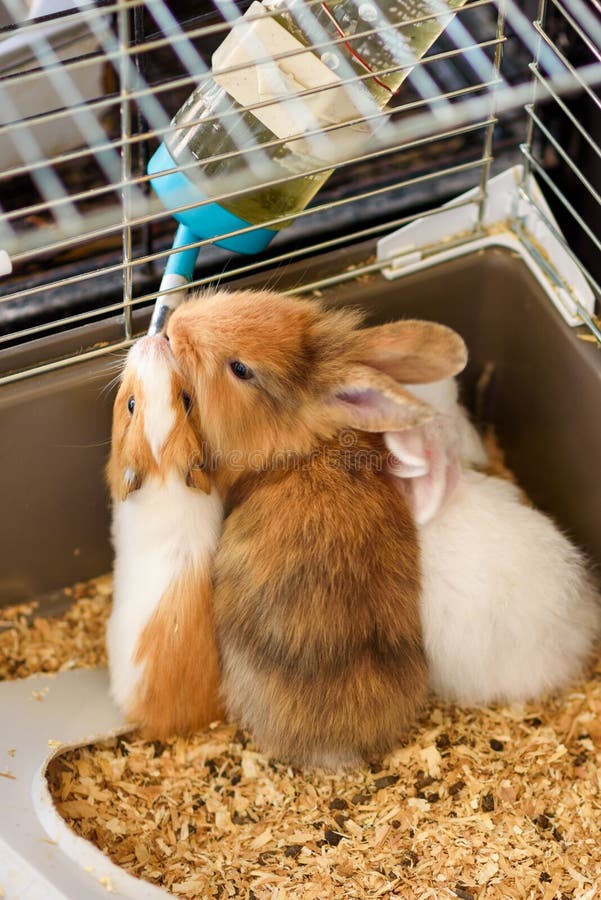 Funny Animals Drinking Water from Plastic Bottle on the Pet Shop. Stock Image - Image of cavy, guinea: 157163903 Funny Animals Drinking Water from Plastic Bottle on the Pet Shop. Stock Image - Image of cavy, guinea: 157163903