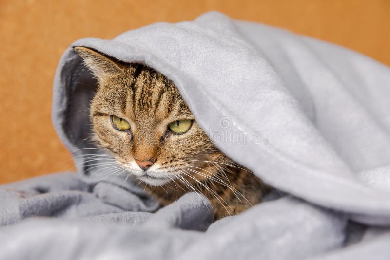 Warm hide. Кровать тэбби. Blanket Cat.