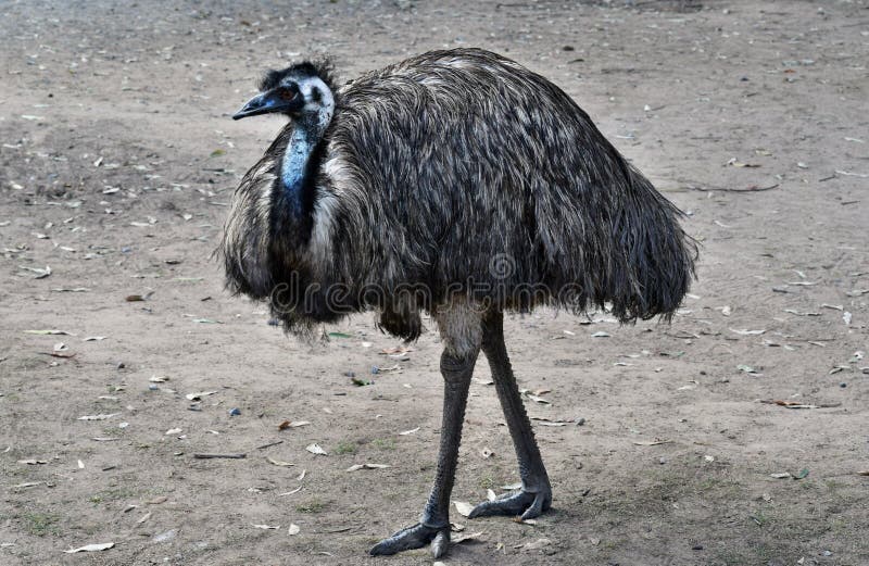 Funny Emu Stock Images - Download 1,907 Royalty Free Photos