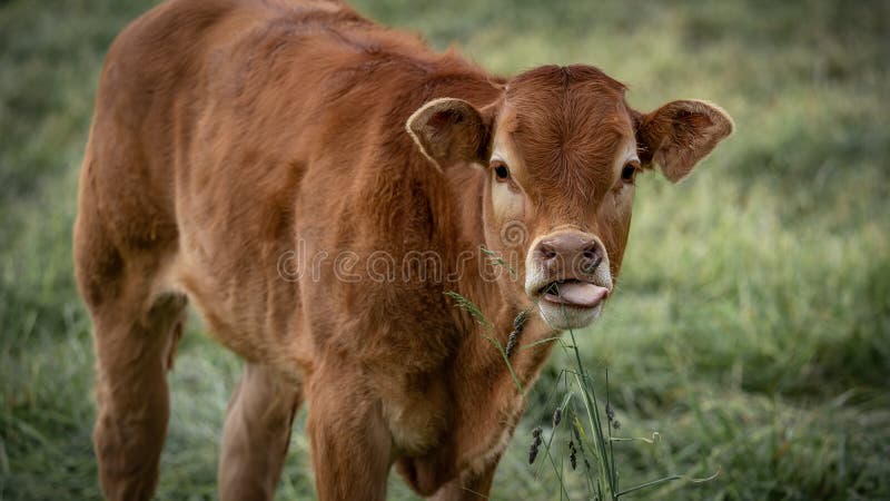 Funny Baby Animals Background - Young Baby Cow with Tongue Out, Eats Grass  in a Meadow Stock Photo - Image of portrait, meadow: 230680066