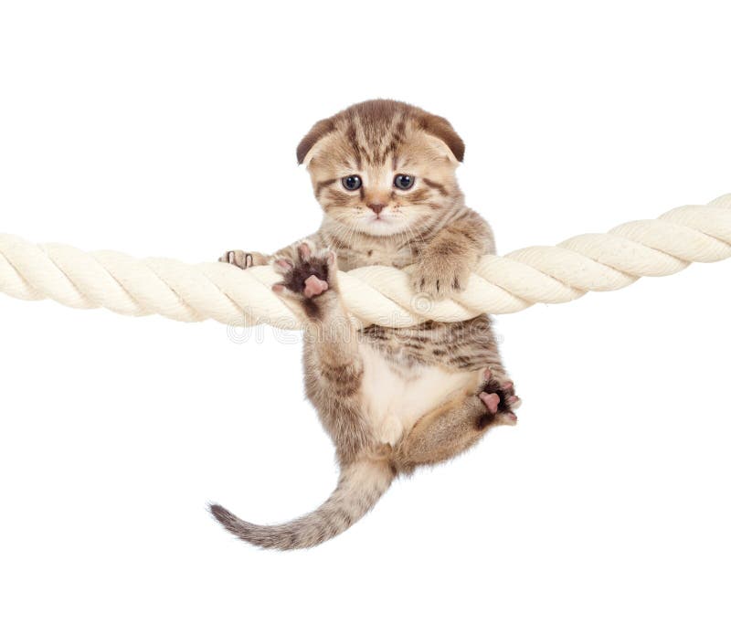 Funny baby cat hanging on rope