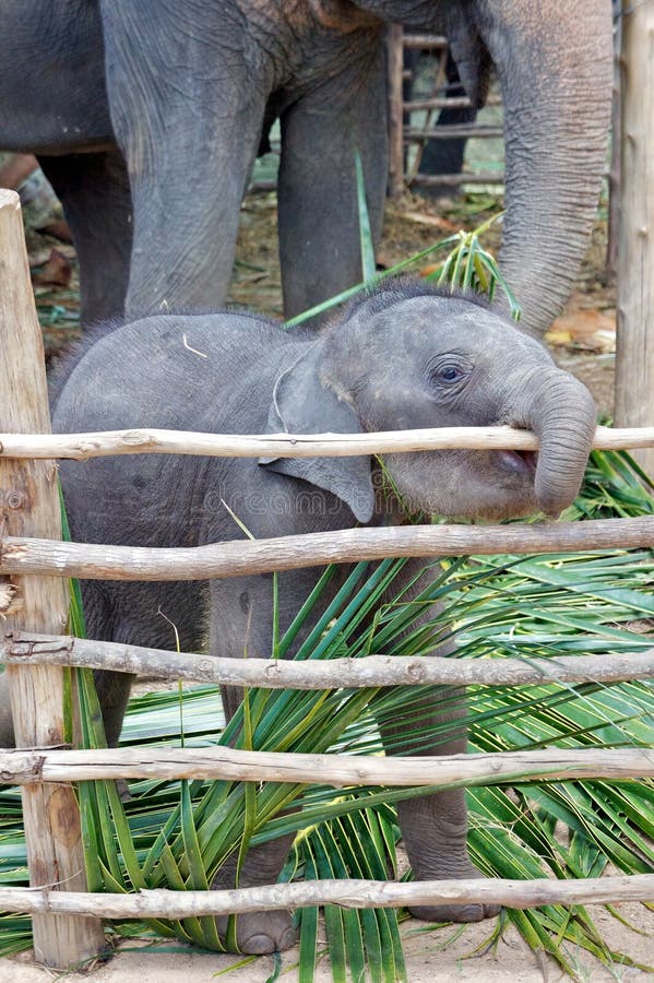 Funny baby elephant royalty free stock photography Funny baby elephant royalty free stock photography