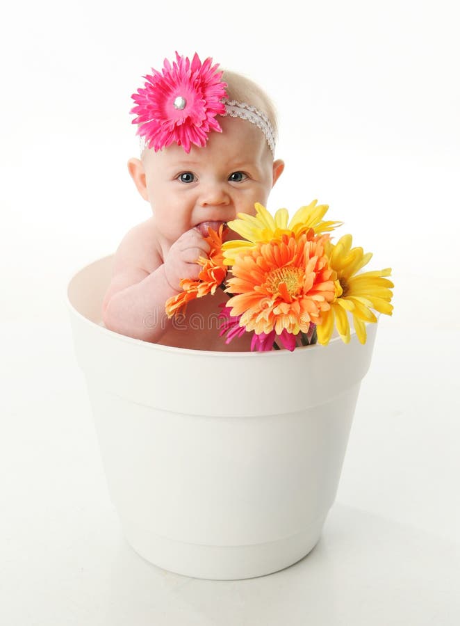 Funny Baby Girl in a Flower Pot Eating Daisies Stock Image - Image of infant, expression: 17672281 Funny Baby Girl in a Flower Pot Eating Daisies Stock Image - Image of infant, expression: 17672281