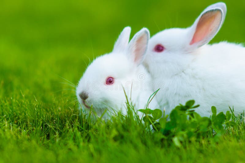 Funny Baby White Rabbit Eating Clover in Grass Stock Photo Image of