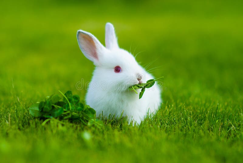 Funny baby white rabbit eating clover in grass