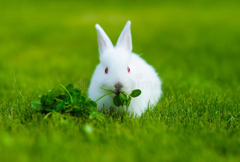 Funny baby white rabbit eating clover in grass