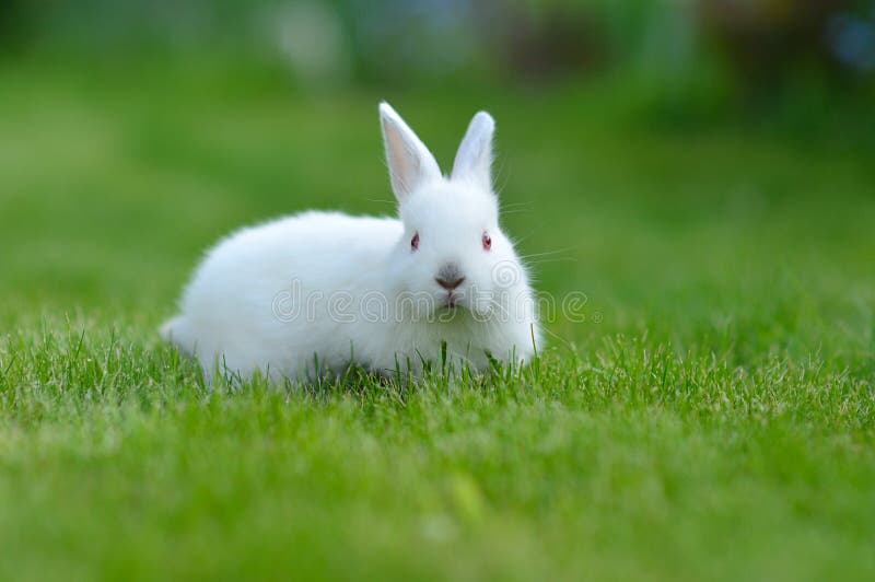 Easter Rabbit stock photo. Image of alive, cute, brown - 2391792