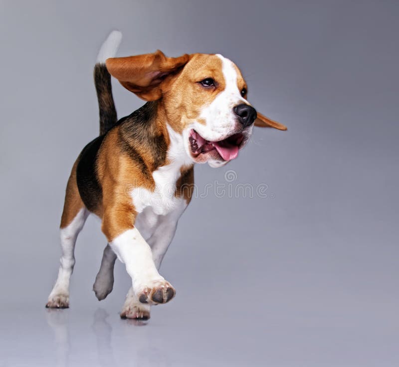 Funny beagle dog on grey