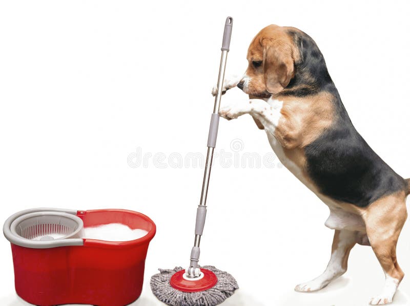 246 Mop Dog Stock Photos Free & RoyaltyFree Stock Photos from Dreamstime
