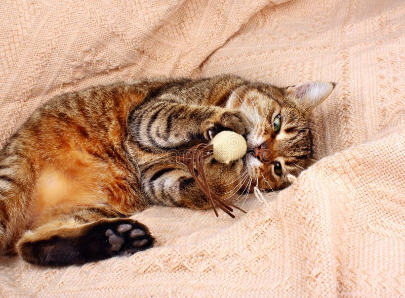 Funny, Beautiful Cat Playing with the Mouse Stock Image Image of