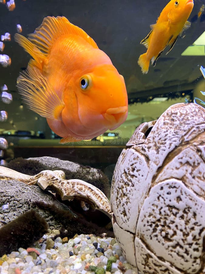 Funny Big Goldfish in the Aquarium, Fish Scales, Fish Eyes, Joy and Smile  Stock Image - Image of summer, icon: 241869271