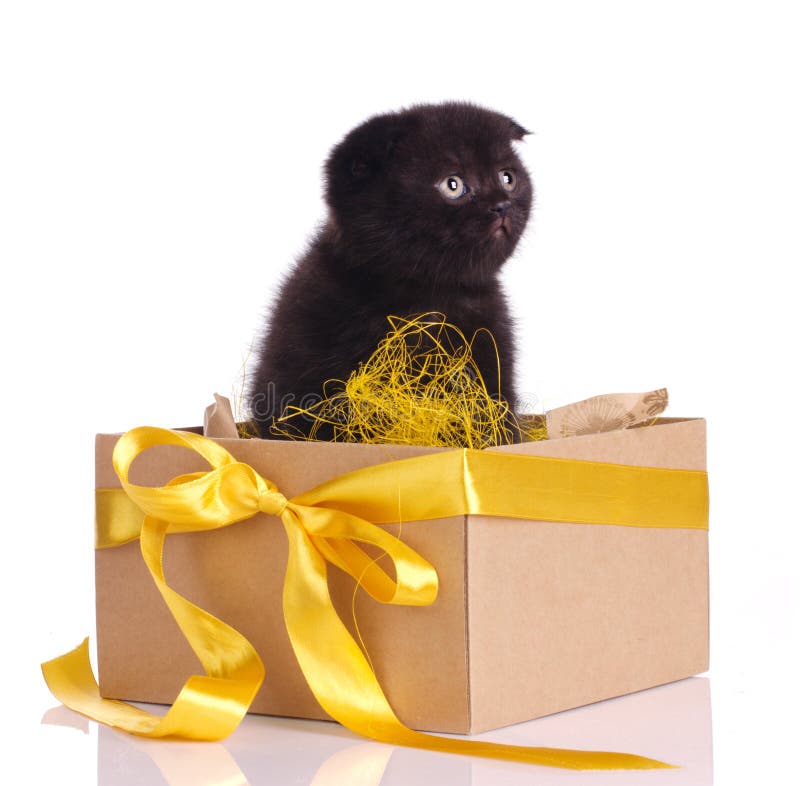 Funny Black Kitten in a Box Set Stock Photo Image of lovable, baby
