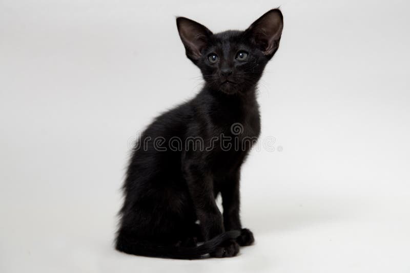 Funny Black Oriental Two Month Kitten Stock Photos Free & Royalty