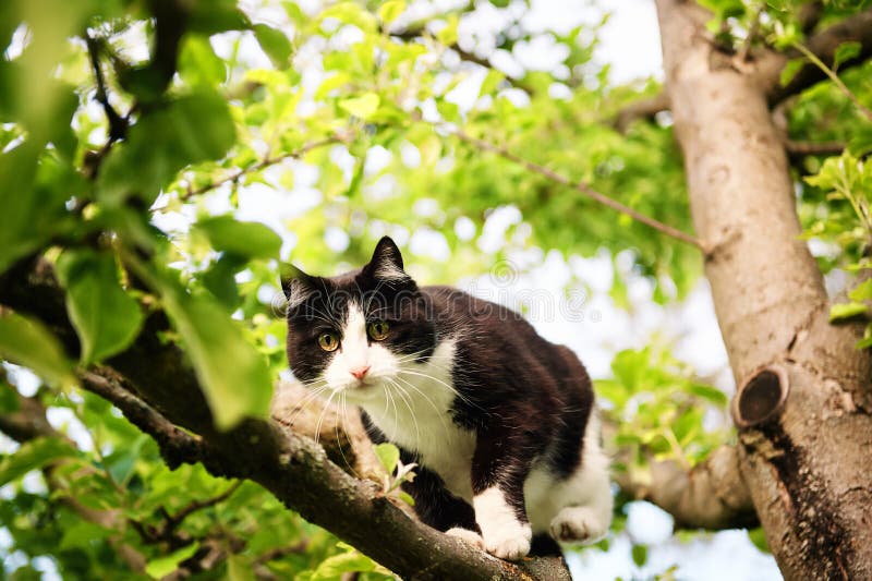 Black and White Cat Climbing the Tree Stock Image Image of black