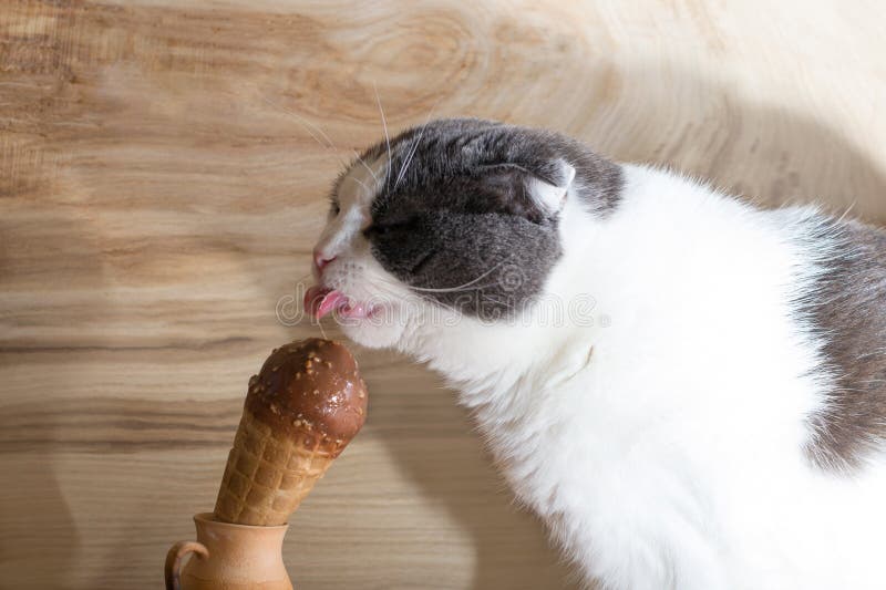 360+ Cat Eat Ice Cream Stock Photos, Pictures & Royalty-Free Images - iStock