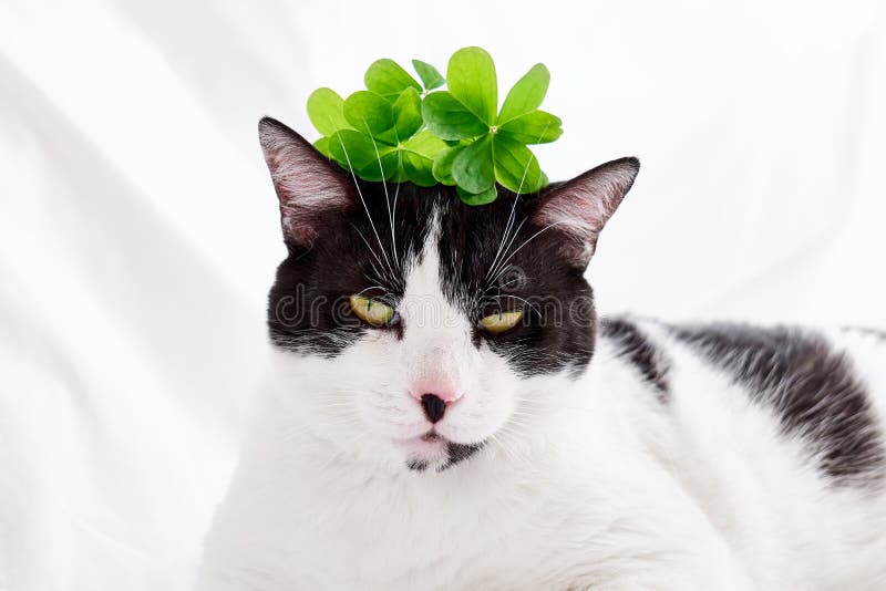 Funny black and white cat with a green shamrock leaves. Saint Patricks day. Irish holiday. Spring Cat concept.