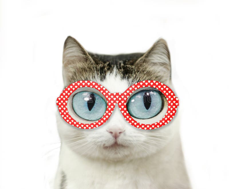 Funny blue eyed cat in myopia eye glasses red rim with hearts close up portrait with copy space