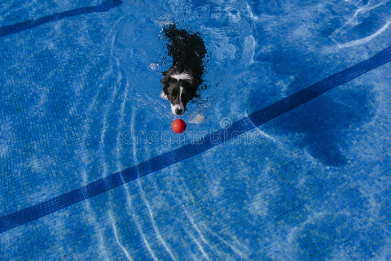 funny border collie dog swimming at the pool, playing with a toy ball. Summertime and lifestyle outdoors stock photos funny border collie dog swimming at the pool, playing with a toy ball. Summertime and lifestyle outdoors stock photos