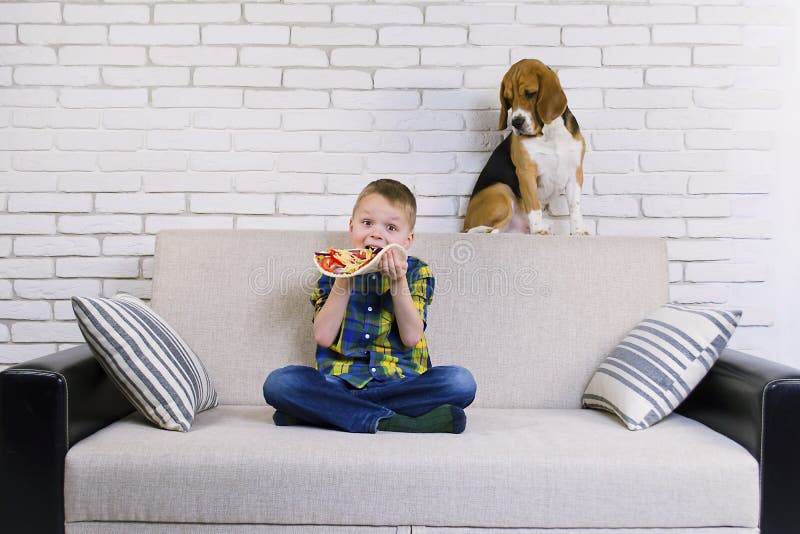 Funny Boy and Dog Beagle Eat Pizza Stock Photo Image of cheese