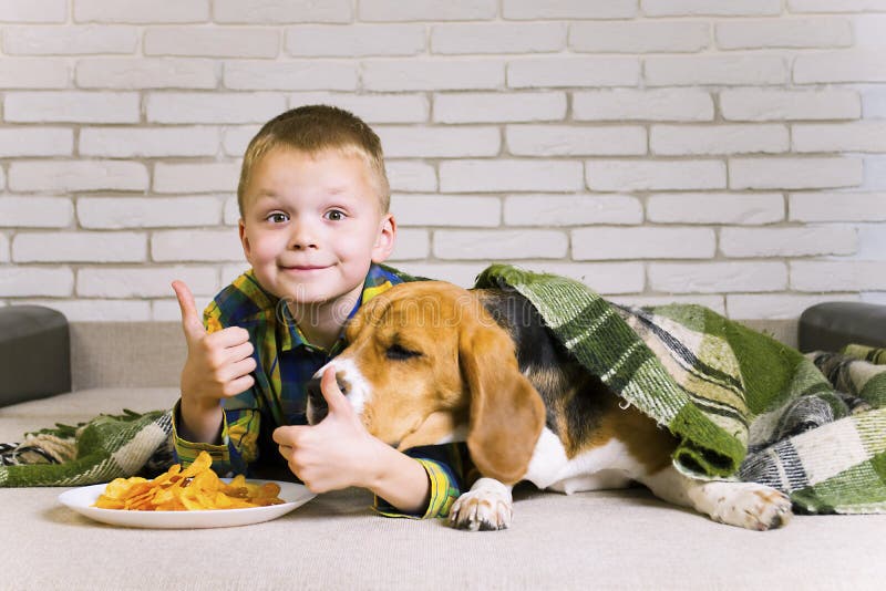Funny Boy and Dog Beagle Eating Chips Stock Image Image of potato