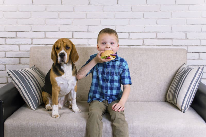 Funny Boy and Dog Beagle Eating a Hamburger Stock Image Image of