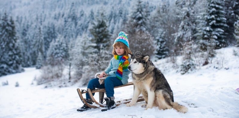 Funny boy having fun with a sleigh in winter. Cute children playing with dog husky in a snow on snowy nature landscape