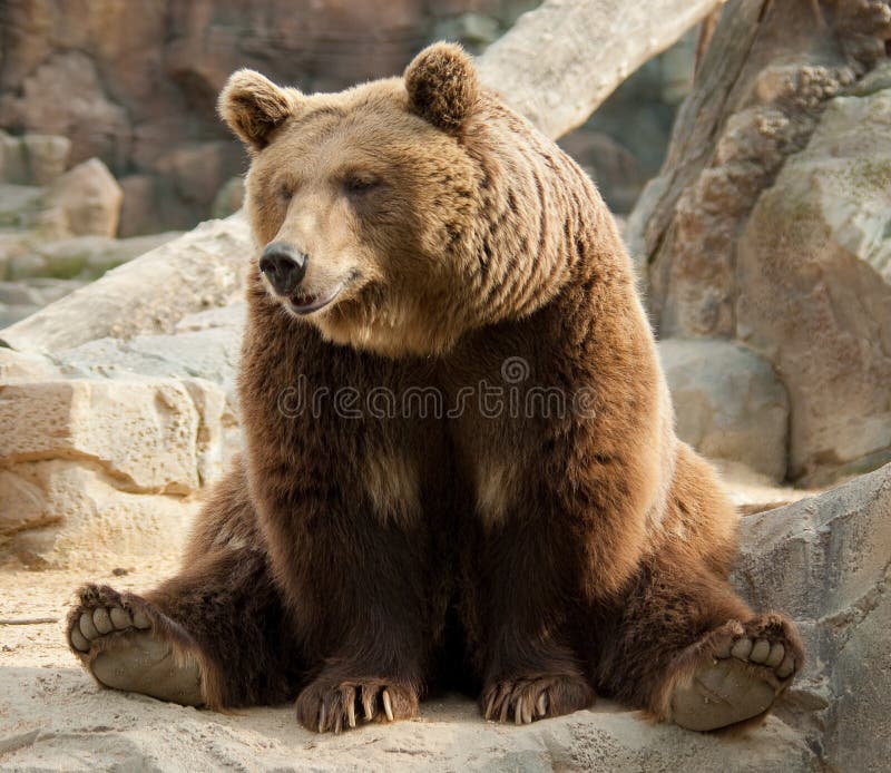 Funny brown bear