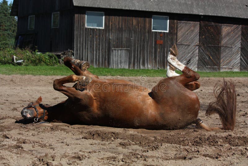 Funny Brown Horse Rolling on the Ground Stock Photo Image of sand