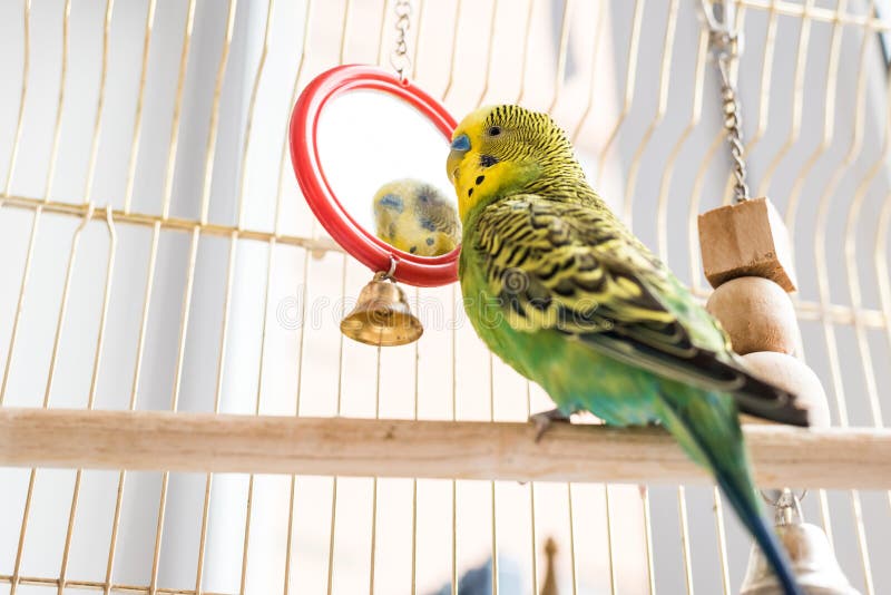 Funny budgerigar O papagaio verde-bonito fica numa gaiola e brinca com o espelho