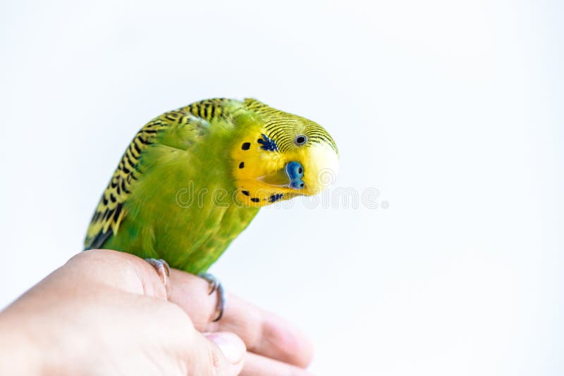 Periquito Australiano Engraçado Papagaio De Budgie Que Senta-se Na Corda E  Nos Jogos Foto de Stock - Imagem de casa, brinquedo: 109204718