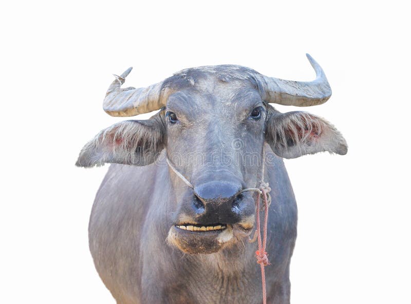 228 Buffalo Smiling Photos Free Royalty Free Stock Photos From Dreamstime