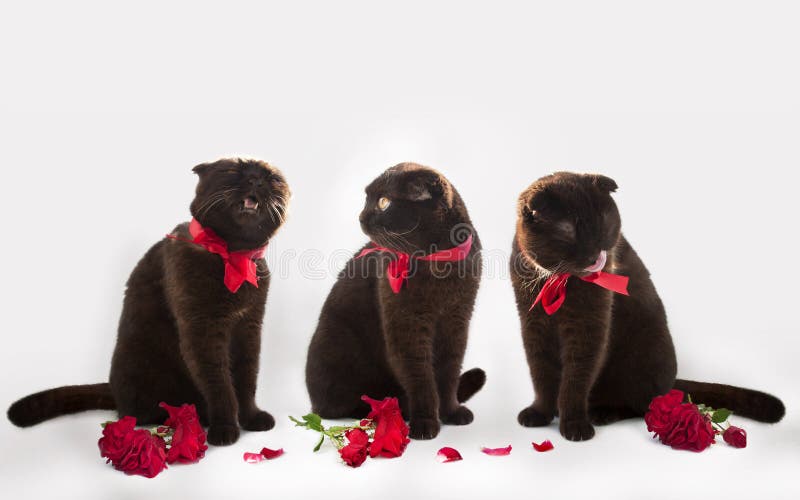 Three cats with red roses on a white background