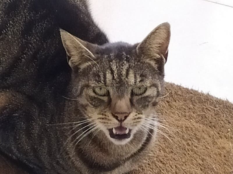 Funny cat being angry royalty free stock photography