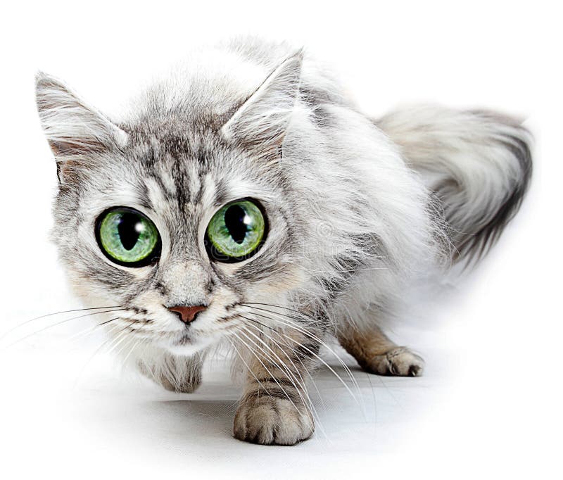 Funny cat with big eyes. On white background stock image Funny cat with big eyes. On white background stock image