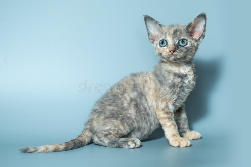 Funny Cat Breed Devon Rex Sitting on a Blue Background Stock Image
