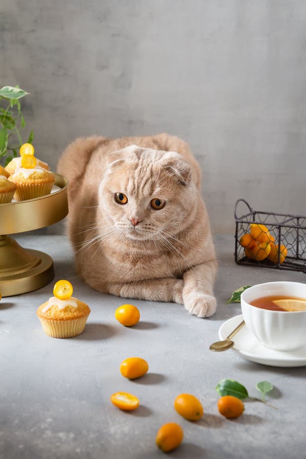 Funny Cat  With A Cup Of Tea And Lemon Muffins Cute  Cat  