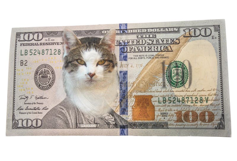 Funny Cat Currency GeÃ¯soleerd Op Wit Stock Foto Image of bankwezen