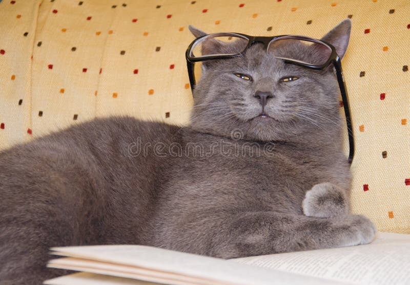 Funny cat with eyeglasses