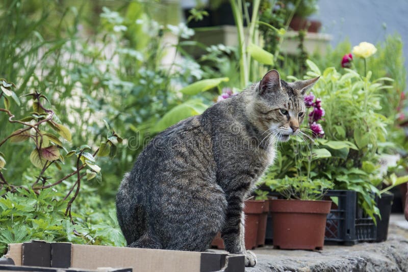 Grumpy domestic cat in the garden. Funny cat on the fence with garden plants