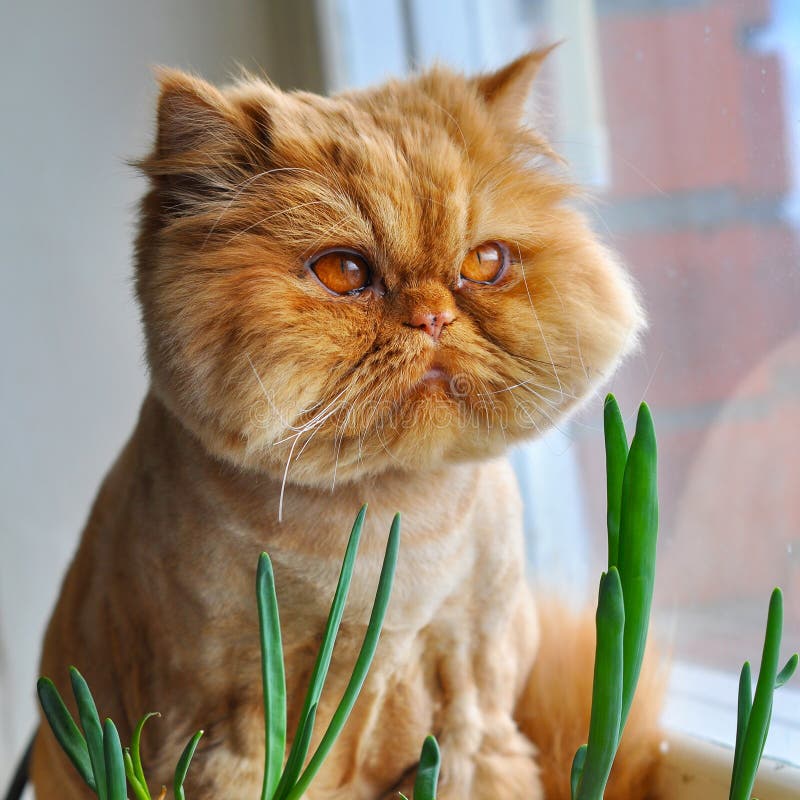 Funny cat and green onions