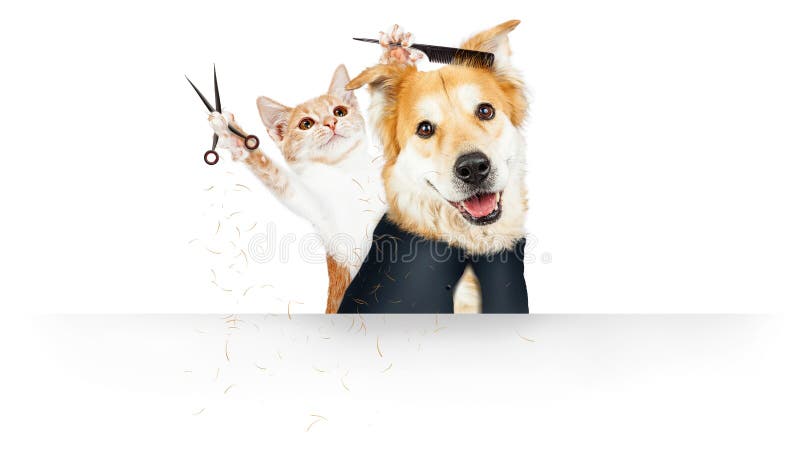 Funny Cat Grooming Dog Web Banner