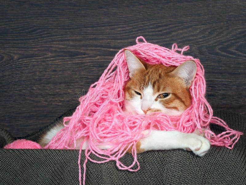 Funny Cat with Matted Pink Thread on the Head As Hair Stock Image
