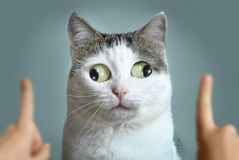 304,202 Funny Cat Stock Photos - Free & Royalty-Free Stock Photos from  Dreamstime