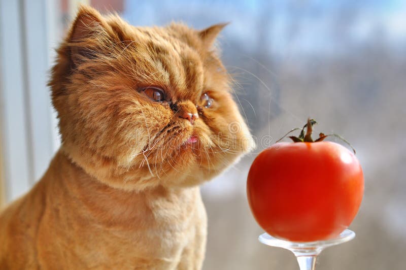 Funny cat and red tomato