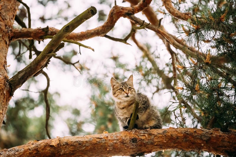 Funny Cat Sitting On A Pine Tree Branch In Summer Forest Park