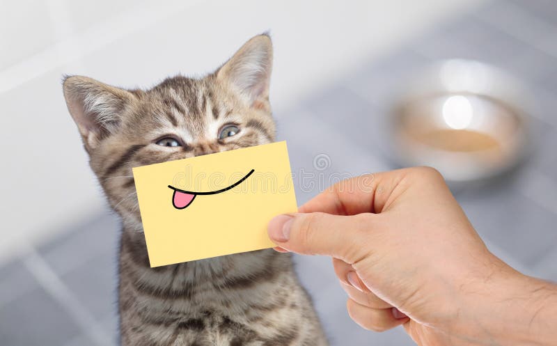 Funny Cat With Crazy Smile Sitting Near Clean Toilet Stock Photo - Image of  clean, mammal: 145973840