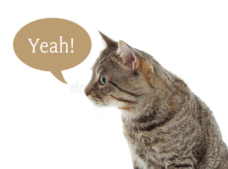 Funny Cat Speech Bubble Stock Photos Free & RoyaltyFree Stock Photos