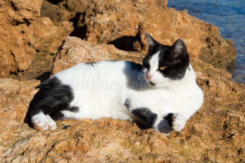 Cat in a straw hat on a black background with white dots, on the beach on  Craiyon