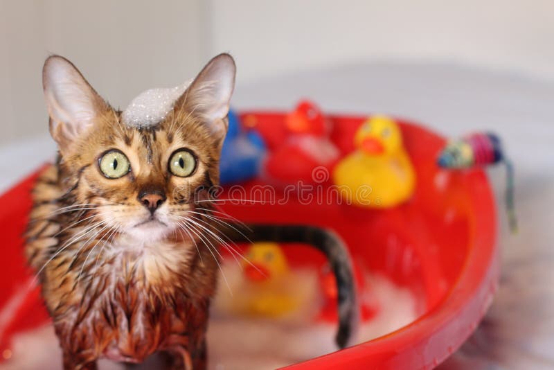 Funny cat taking a bath stock photo. Image of bengal 115798900